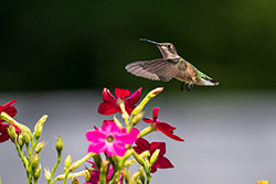 Photos Colibri